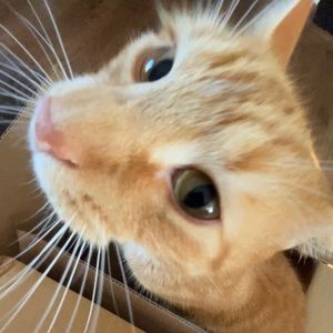 Meet your Posher, Trinity